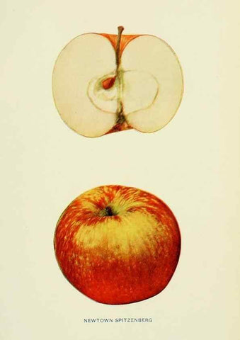 Reproducción/Reproduction 42410007442: The apples of New York,. Albany,J. B. Lyon Co., Printers,1905.. 