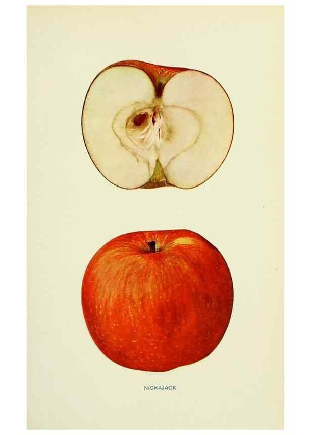 Reproducción/Reproduction 40652107690: The apples of New York,. Albany,J. B. Lyon Co., Printers,1905.. 