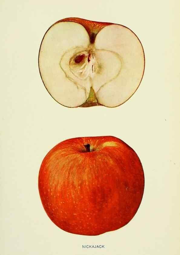 Reproducción/Reproduction 40652107690: The apples of New York,. Albany,J. B. Lyon Co., Printers,1905.. 