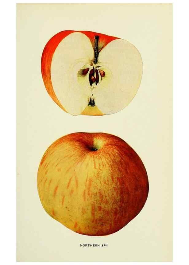 Reproducción/Reproduction 41558058945: The apples of New York,. Albany,J. B. Lyon Co., Printers,1905.. 