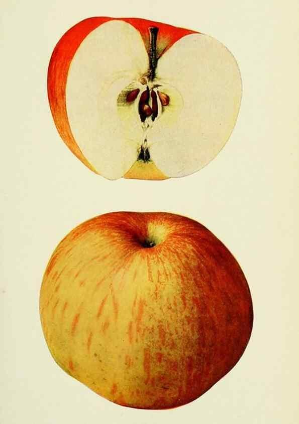 Reproducción/Reproduction 41558058945: The apples of New York,. Albany,J. B. Lyon Co., Printers,1905.. 