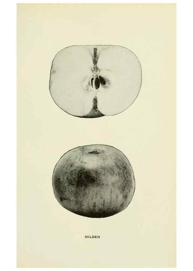 Reproducción/Reproduction 42409989792: The apples of New York,. Albany,J. B. Lyon Co., Printers,1905.. 