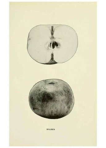 Reproducción/Reproduction 42409989792: The apples of New York,. Albany,J. B. Lyon Co., Printers,1905.. 