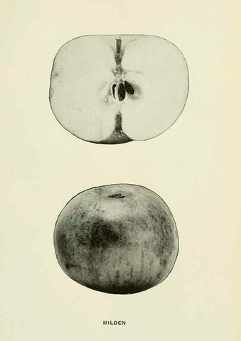 Reproducción/Reproduction 42409989792: The apples of New York,. Albany,J. B. Lyon Co., Printers,1905.. 