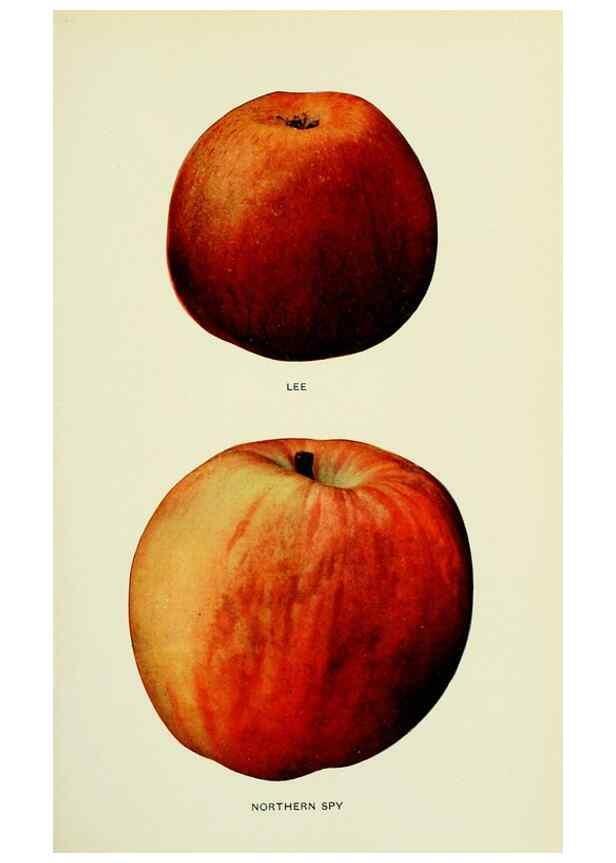 Reproducción/Reproduction 28587930048: The apples of New York,. Albany,J. B. Lyon Co., Printers,1905.. 