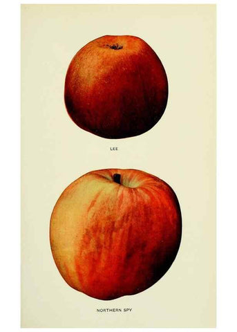 Reproducción/Reproduction 28587930048: The apples of New York,. Albany,J. B. Lyon Co., Printers,1905.. 