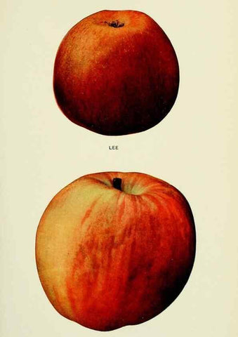 Reproducción/Reproduction 28587930048: The apples of New York,. Albany,J. B. Lyon Co., Printers,1905.. 