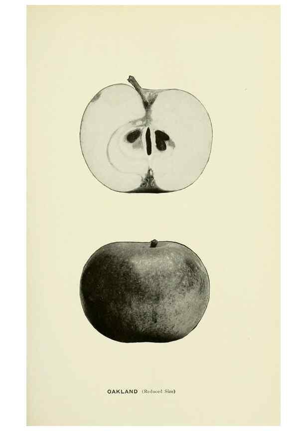 Reproducción/Reproduction 41737468114: The apples of New York,. Albany,J. B. Lyon Co., Printers,1905.. 