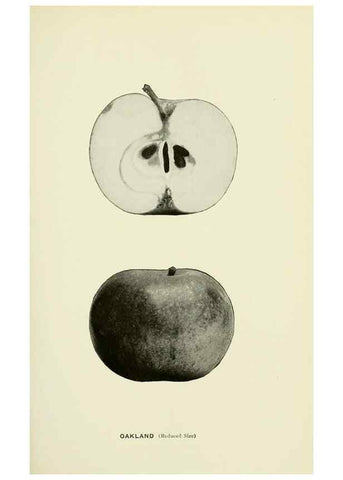 Reproducción/Reproduction 41737468114: The apples of New York,. Albany,J. B. Lyon Co., Printers,1905.. 