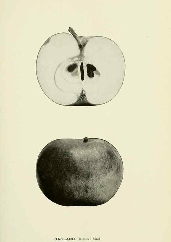 Reproducción/Reproduction 41737468114: The apples of New York,. Albany,J. B. Lyon Co., Printers,1905.. 