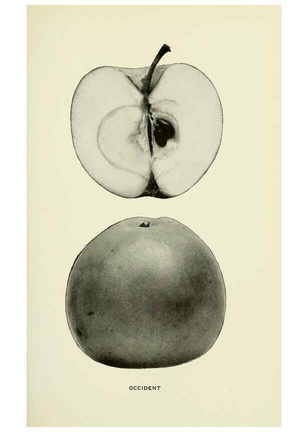 Reproducción/Reproduction 28587941758: The apples of New York,. Albany,J. B. Lyon Co., Printers,1905.. 