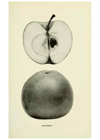 Reproducción/Reproduction 28587941758: The apples of New York,. Albany,J. B. Lyon Co., Printers,1905.. 