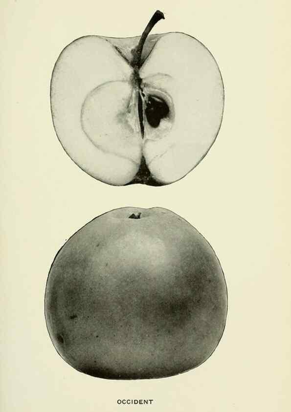 Reproducción/Reproduction 28587941758: The apples of New York,. Albany,J. B. Lyon Co., Printers,1905.. 