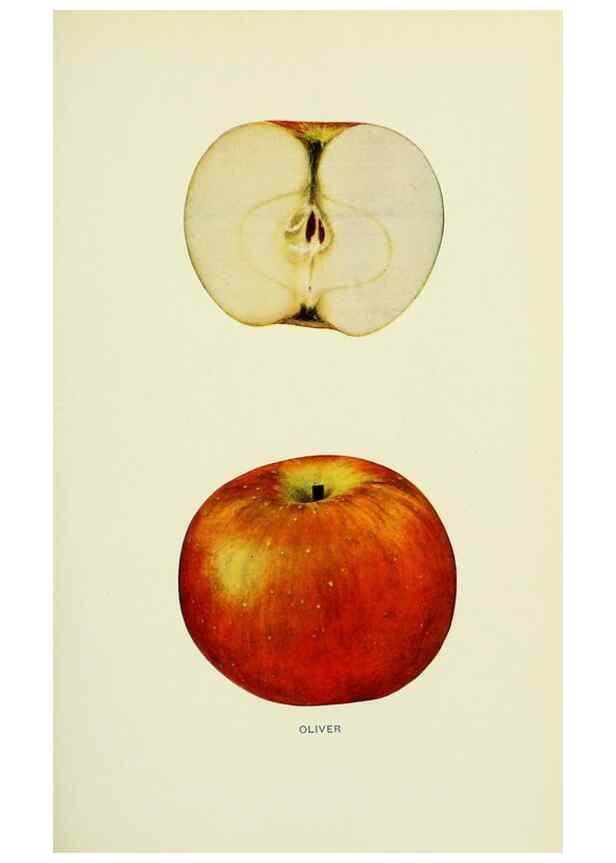 Reproducción/Reproduction 28587945158: The apples of New York,. Albany,J. B. Lyon Co., Printers,1905.. 