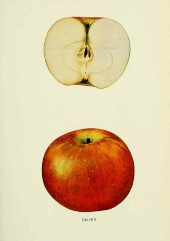 Reproducción/Reproduction 28587945158: The apples of New York,. Albany,J. B. Lyon Co., Printers,1905.. 