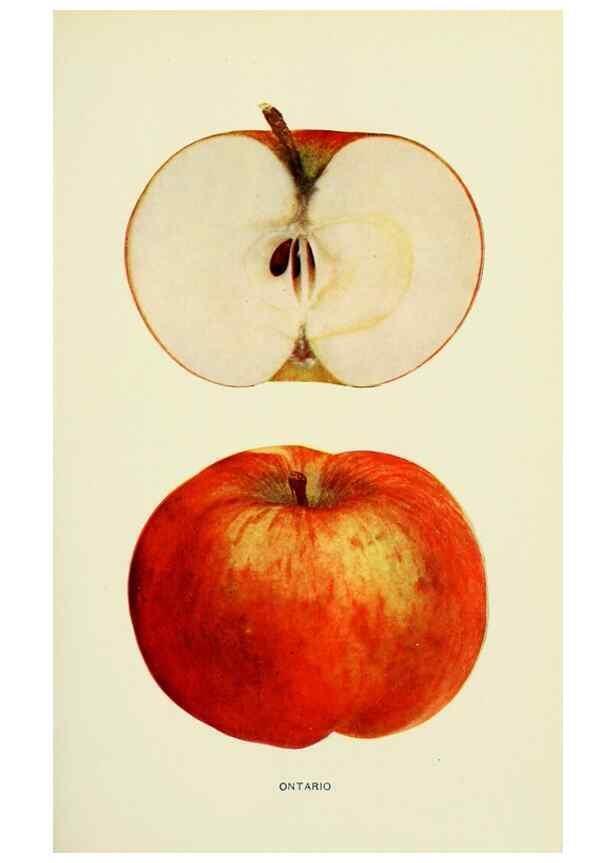 Reproducción/Reproduction 41558069865: The apples of New York,. Albany,J. B. Lyon Co., Printers,1905.. 