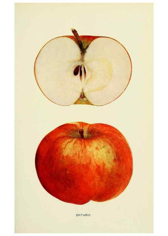 Reproducción/Reproduction 41558069865: The apples of New York,. Albany,J. B. Lyon Co., Printers,1905.. 