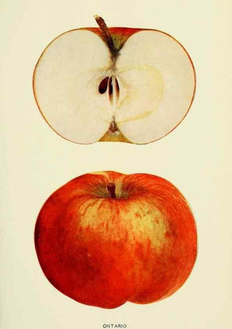 Reproducción/Reproduction 41558069865: The apples of New York,. Albany,J. B. Lyon Co., Printers,1905.. 