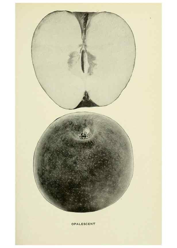 Reproducción/Reproduction 41558072015: The apples of New York,. Albany,J. B. Lyon Co., Printers,1905.. 