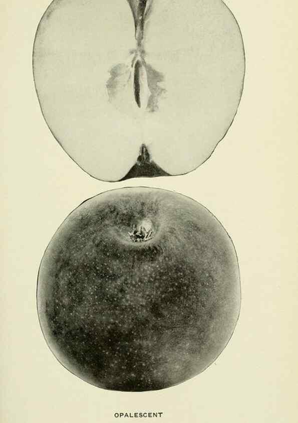 Reproducción/Reproduction 41558072015: The apples of New York,. Albany,J. B. Lyon Co., Printers,1905.. 