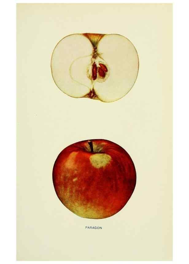 Reproducción/Reproduction 40652137610: The apples of New York,. Albany,J. B. Lyon Co., Printers,1905.. 