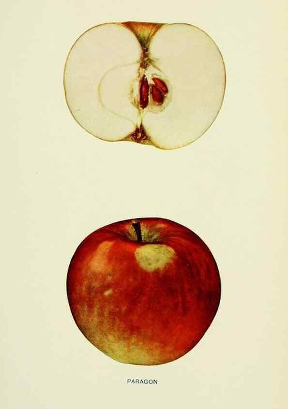 Reproducción/Reproduction 40652137610: The apples of New York,. Albany,J. B. Lyon Co., Printers,1905.. 