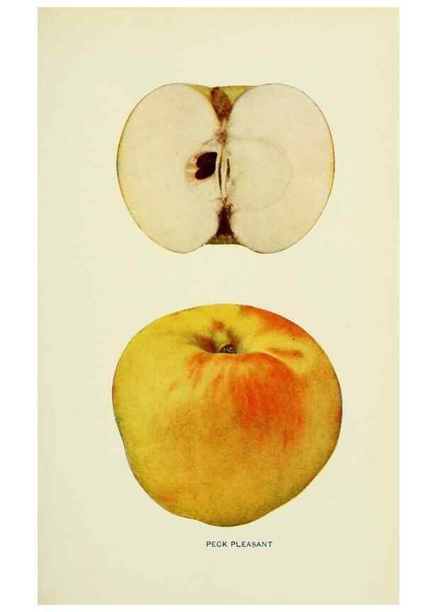 Reproducción/Reproduction 41737478884: The apples of New York,. Albany,J. B. Lyon Co., Printers,1905.. 