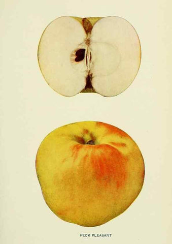 Reproducción/Reproduction 41737478884: The apples of New York,. Albany,J. B. Lyon Co., Printers,1905.. 