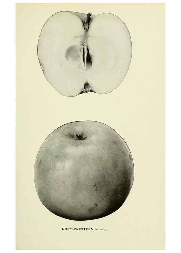 Reproducción/Reproduction 27590251667: The apples of New York,. Albany,J. B. Lyon Co., Printers,1905.. 