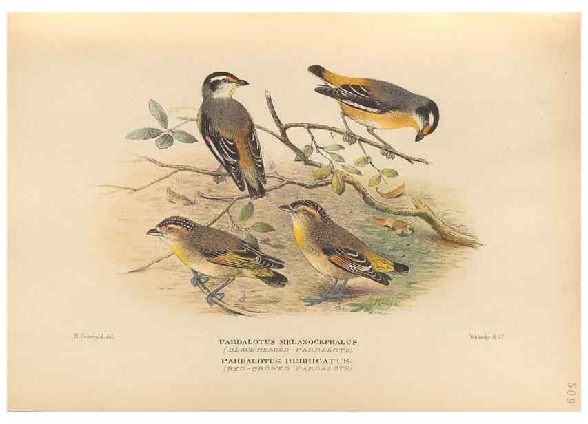 Reproducción/Reproduction 27529198557: The birds of Australia /. London :Witherby,1910-1927.. 