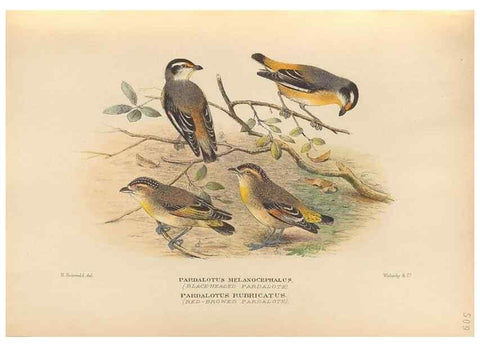 Reproducción/Reproduction 27529198557: The birds of Australia /. London :Witherby,1910-1927.. 