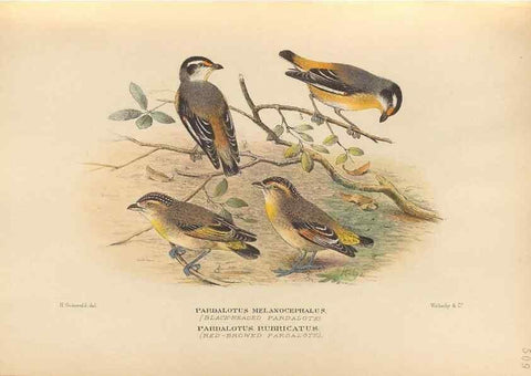 Reproducción/Reproduction 27529198557: The birds of Australia /. London :Witherby,1910-1927.. 