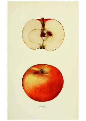 Reproducción/Reproduction 41557950895: The apples of New York,. Albany,J. B. Lyon Co., Printers,1905.. 