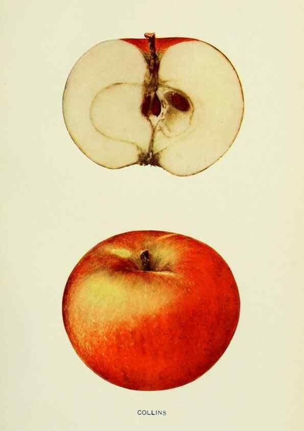 Reproducción/Reproduction 41557950895: The apples of New York,. Albany,J. B. Lyon Co., Printers,1905.. 