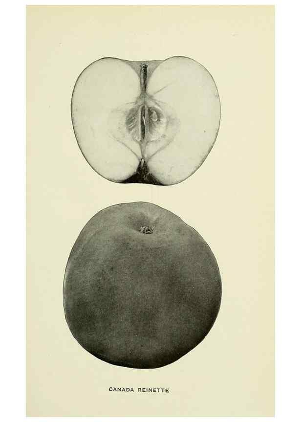 Reproducción/Reproduction 27590135297: The apples of New York,. Albany,J. B. Lyon Co., Printers,1905.. 