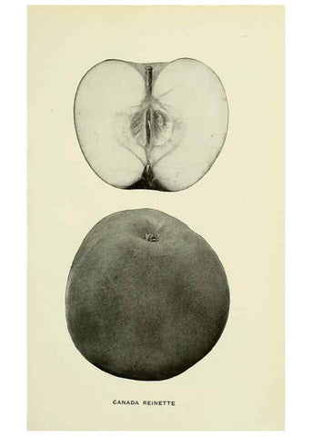 Reproducción/Reproduction 27590135297: The apples of New York,. Albany,J. B. Lyon Co., Printers,1905.. 