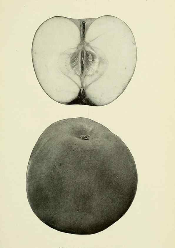 Reproducción/Reproduction 27590135297: The apples of New York,. Albany,J. B. Lyon Co., Printers,1905.. 