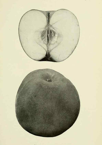 Reproducción/Reproduction 27590135297: The apples of New York,. Albany,J. B. Lyon Co., Printers,1905.. 