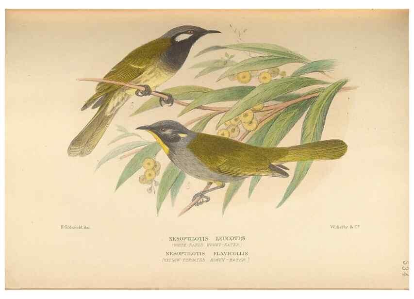 Reproducción/Reproduction 41497375375: The birds of Australia /. London :Witherby,1910-1927.. 