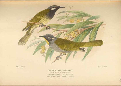 Reproducción/Reproduction 41497375375: The birds of Australia /. London :Witherby,1910-1927.. 
