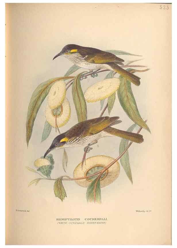 Reproducción/Reproduction 27529235397: The birds of Australia /. London :Witherby,1910-1927.. 