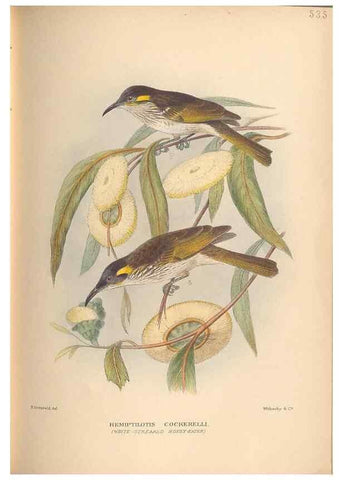 Reproducción/Reproduction 27529235397: The birds of Australia /. London :Witherby,1910-1927.. 