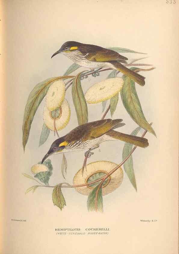 Reproducción/Reproduction 27529235397: The birds of Australia /. London :Witherby,1910-1927.. 