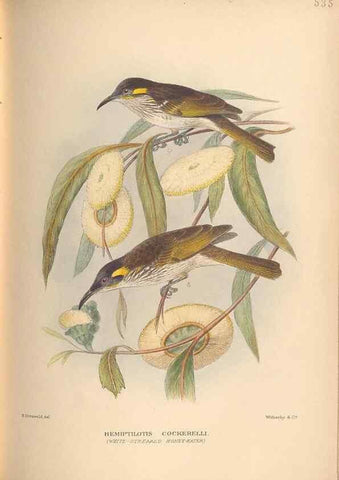 Reproducción/Reproduction 27529235397: The birds of Australia /. London :Witherby,1910-1927.. 