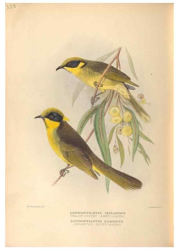 Reproducción/Reproduction 42349826012: The birds of Australia /. London :Witherby,1910-1927.. 