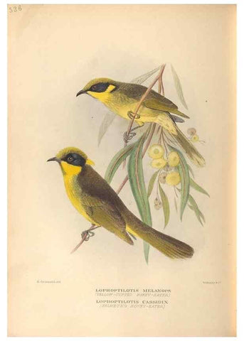 Reproducción/Reproduction 42349826012: The birds of Australia /. London :Witherby,1910-1927.. 
