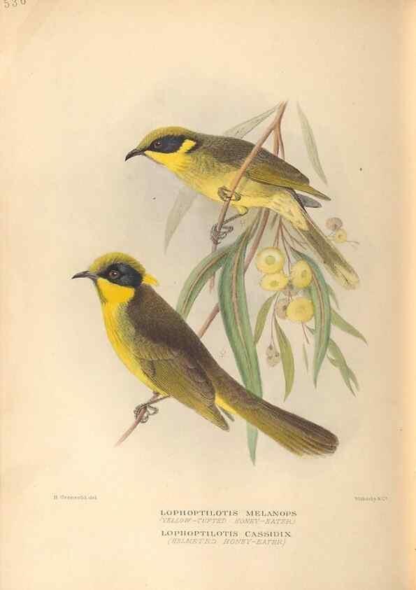 Reproducción/Reproduction 42349826012: The birds of Australia /. London :Witherby,1910-1927.. 