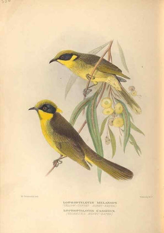 Reproducción/Reproduction 42349826012: The birds of Australia /. London :Witherby,1910-1927.. 