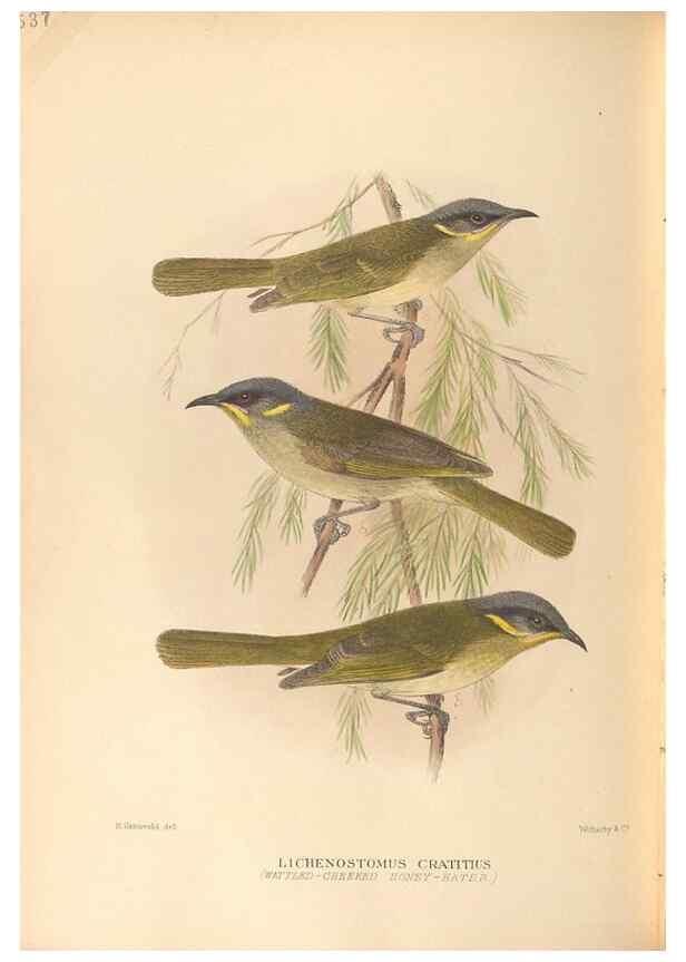Reproducción/Reproduction 27529237667: The birds of Australia /. London :Witherby,1910-1927.. 