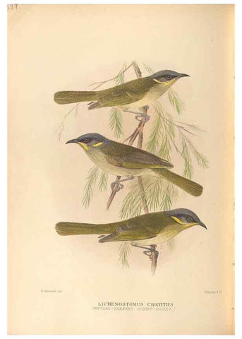 Reproducción/Reproduction 27529237667: The birds of Australia /. London :Witherby,1910-1927.. 